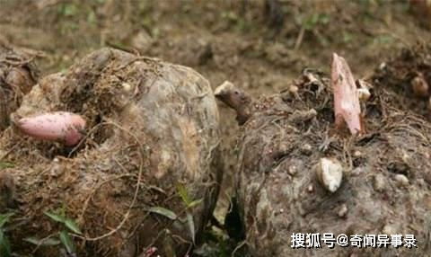 不用精心打理,亩产4000斤,今年2元一斤很畅销,农民却不愿种植