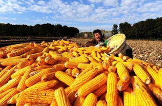 吉林省粮食再获丰收 亩产987斤 位居全国第二位