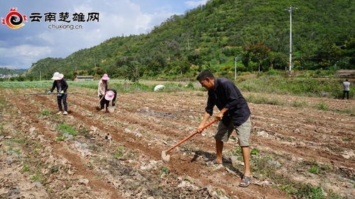 大姚县积极扩大晚秋作物种植面积