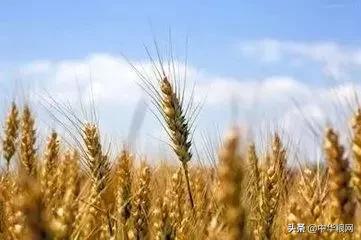 为什么粮食播种面积减少,而总产量增加呢